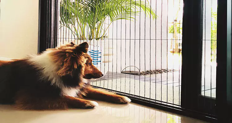 Sliding Screen Pet Door Repair in Richmond West, FL