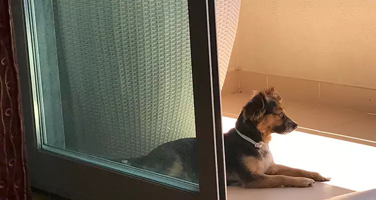 French Door Pet Screen Repair in Richmond West, FL